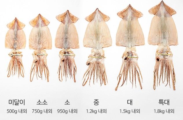 오성푸드_크기.jpg